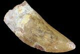 Bargain, Carcharodontosaurus Tooth - Real Dinosaur Tooth #85875-1